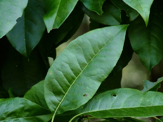 {Oxydendrum arboreum}